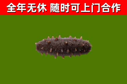 辽阳市烟酒回收干海参.jpg